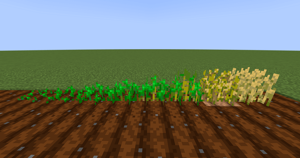 小麦の成長段階