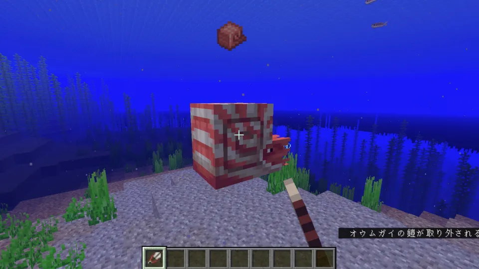 ハサミで銅のオウムガイの鎧を外す様子