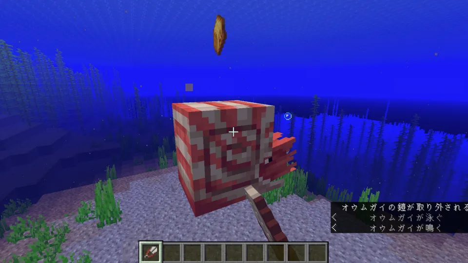 ハサミで金のオウムガイの鎧を外す様子