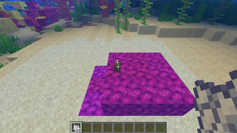 ミズタマサンゴブロックとシーピクルスを設置