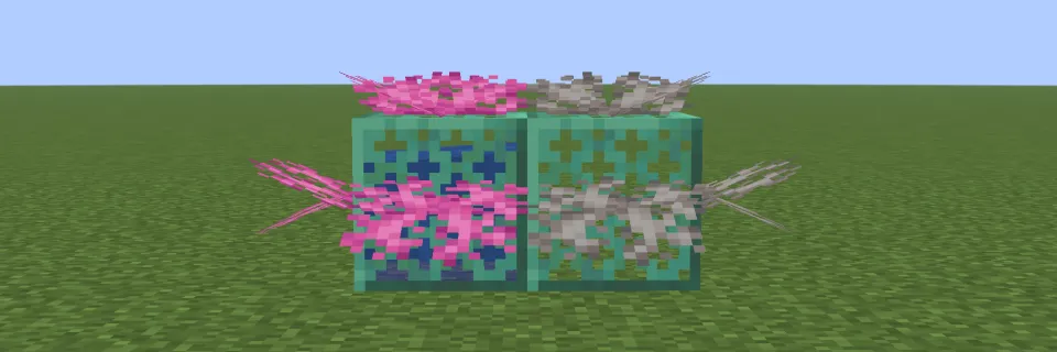 水に触れたノウウチワサンゴと死んだノウウチワサンゴ