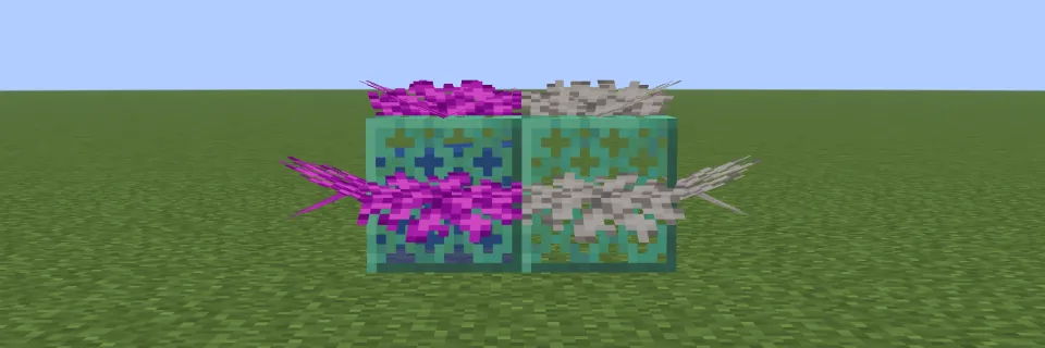 水に触れたミズタマウチワサンゴと死んだミズタマウチワサンゴ