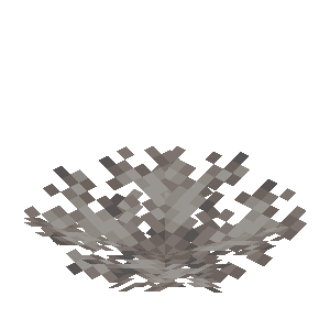 死んだノウウチワサンゴ