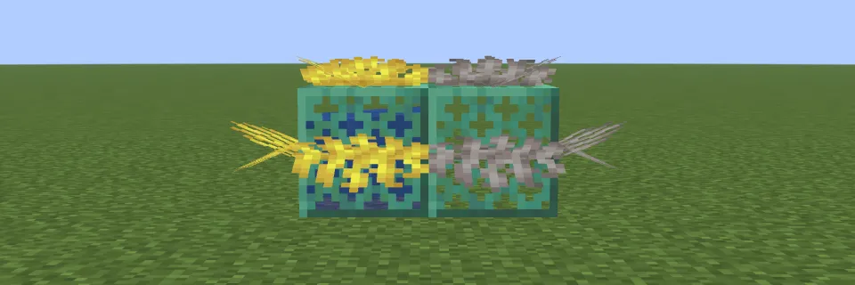 水に触れたシカツノウチワサンゴと死んだシカツノウチワサンゴ