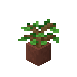 オークの苗木入り植木鉢
